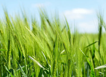 The most healthful food you can eat.