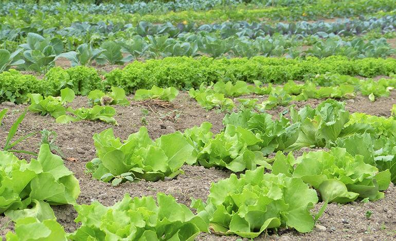 Delicious and nutritious vegetable.