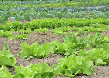 Delicious and nutritious vegetable.